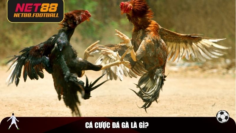 Cá cược đá gà là gì?