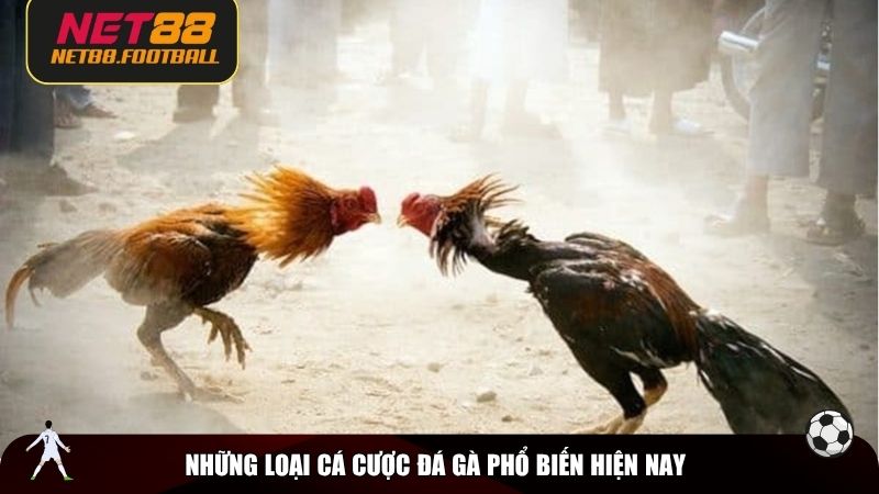 Những loại cá cược đá gà phổ biến hiện nay