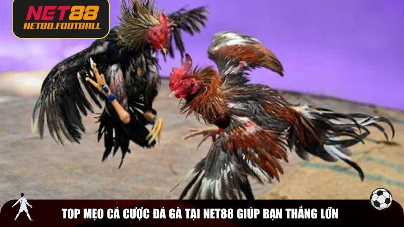 Top mẹo cá cược đá gà tại NET88 giúp bạn thắng lớn