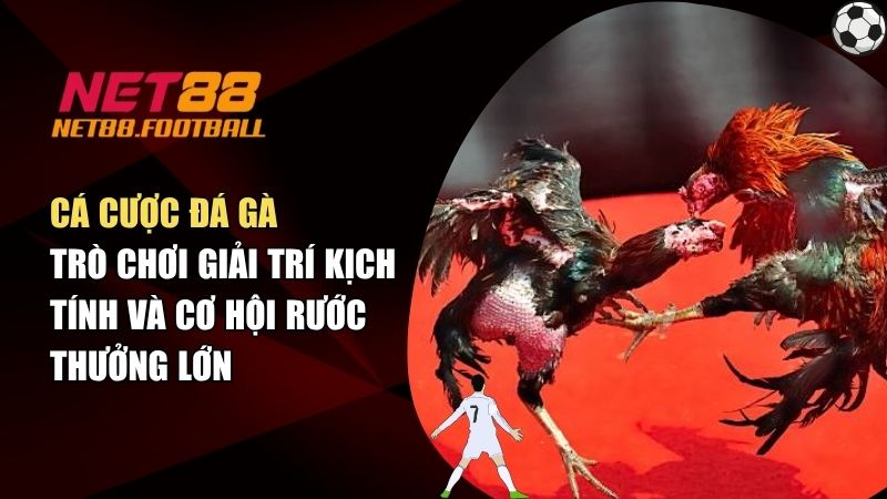 Cá Cược Đá Gà - Trò Chơi Giải Trí Kịch Tính Và Cơ Hội Rước Thưởng Lớn