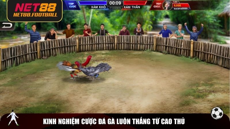 Kinh nghiệm cược đá gà luôn thắng từ cao thủ