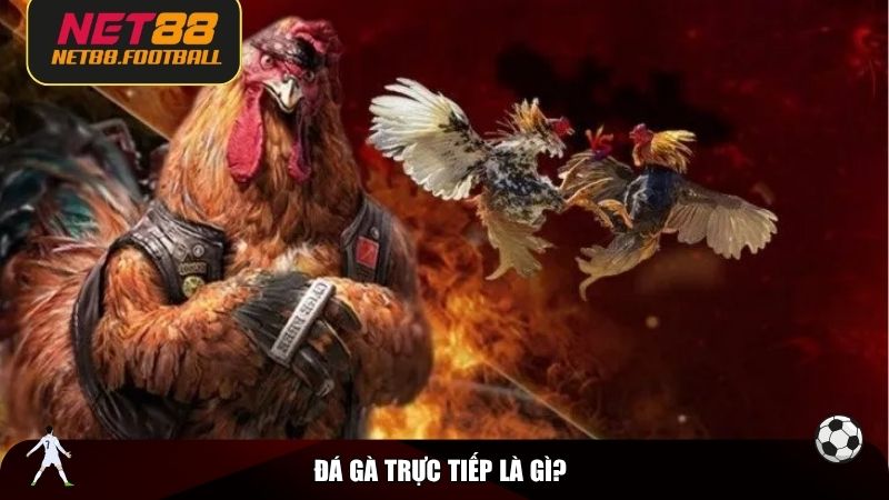 Đá gà trực tiếp là gì?