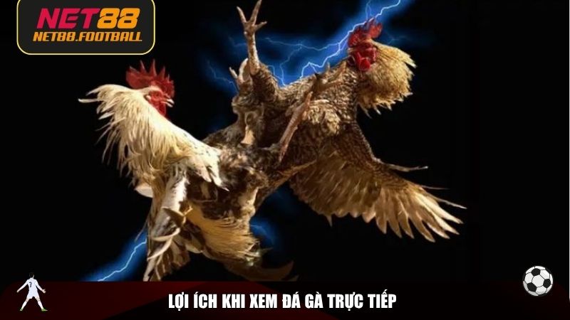 Lợi ích khi xem đá gà trực tiếp