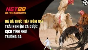 Đá Gà Trực Tiếp Hôm Nay – Trải Nghiệm Cá Cược Kịch Tính Như Trường Gà
