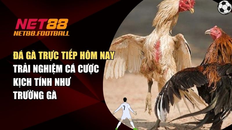 Đá Gà Trực Tiếp Hôm Nay – Trải Nghiệm Cá Cược Kịch Tính Như Trường Gà