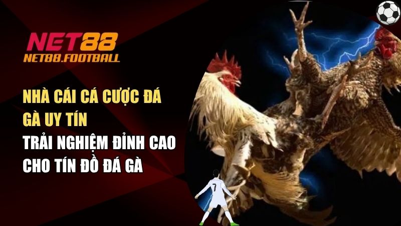 Nhà Cái Cá Cược Đá Gà Uy Tín - Trải Nghiệm Đỉnh Cao Cho Tín Đồ Đá Gà