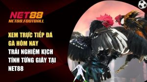 Xem Trực Tiếp Đá Gà Hôm Nay – Trải Nghiệm Kịch Tính Từng Giây Tại NET88